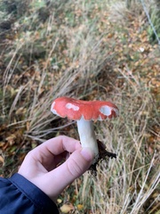 Russula sanguinea