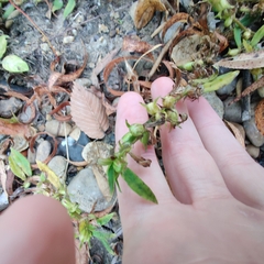 Proserpinaca palustris