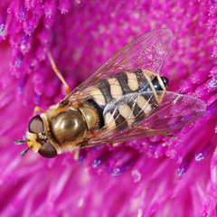 Eupeodes corollae