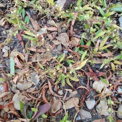 Proserpinaca palustris