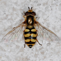 Eupeodes corollae