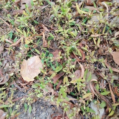 Proserpinaca palustris