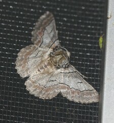 Hypobapta tachyhalotaria