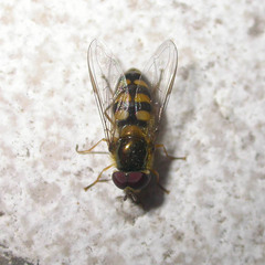 Lapposyrphus lapponicus