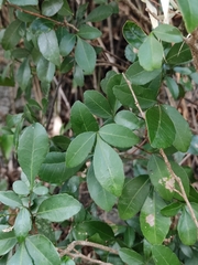 Zanthoxylum asiaticum