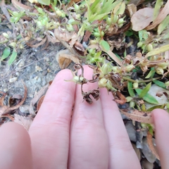 Proserpinaca palustris