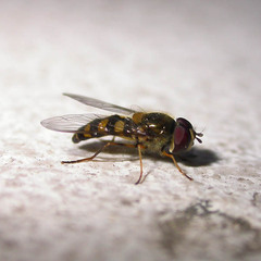 Lapposyrphus lapponicus