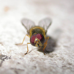 Lapposyrphus lapponicus