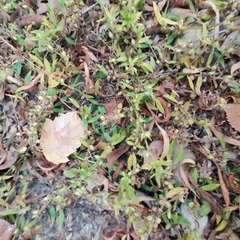 Proserpinaca palustris