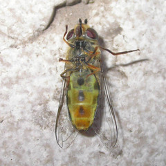 Lapposyrphus lapponicus