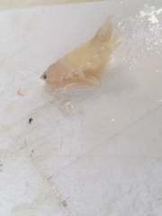 Cymothoida