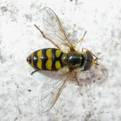 Eupeodes latifasciatus