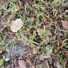 Proserpinaca palustris