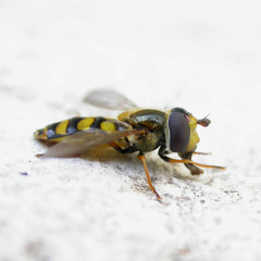 Eupeodes latifasciatus