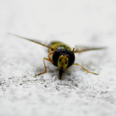 Eupeodes latifasciatus