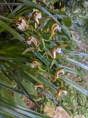 Cymbidium erythraeum