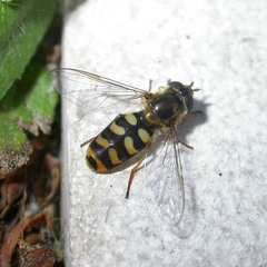 Eupeodes luniger