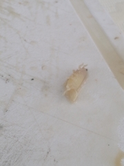 Cymothoida