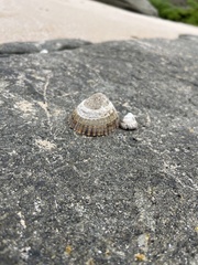 Cellana tramoserica