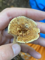 Turbinellus kauffmanii