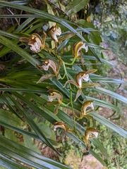 Cymbidium erythraeum