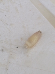 Cymothoida