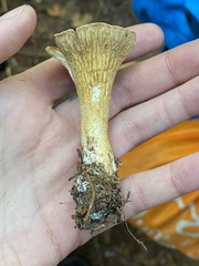 Turbinellus kauffmanii