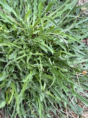 Scorzoneroides autumnalis