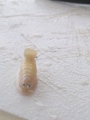 Cymothoida