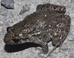 Discoglossus galganoi