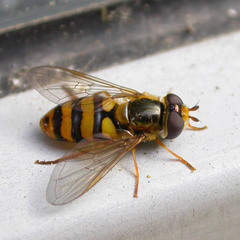Eupeodes latifasciatus