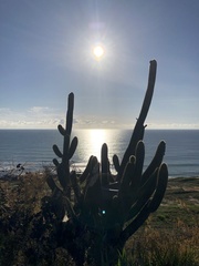 Pilosocereus catingicola