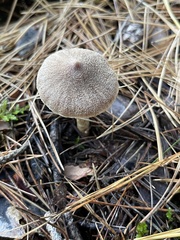 Psathyrella bipellis