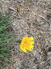 Scorzoneroides autumnalis