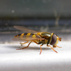 Eupeodes latifasciatus