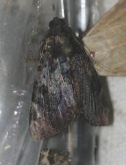 Catephia linteola