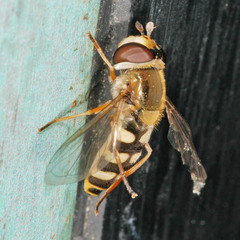 Eupeodes corollae