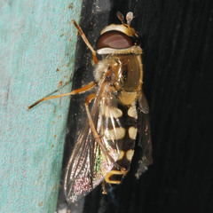 Eupeodes corollae