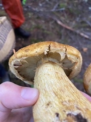 Gymnopilus ventricosus