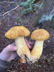 Gymnopilus ventricosus