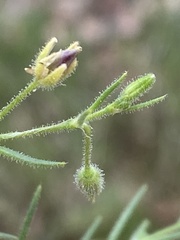 Spergularia macrotheca