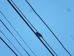 Coereba flaveola
