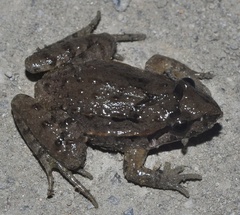 Discoglossus galganoi