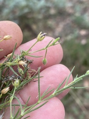 Spergularia macrotheca