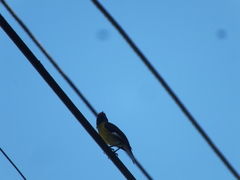 Coereba flaveola