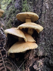 Gymnopilus ventricosus