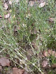 Spergularia macrotheca