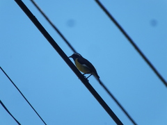 Coereba flaveola