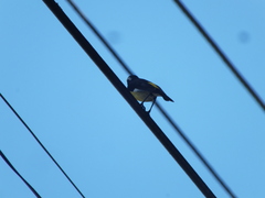 Coereba flaveola