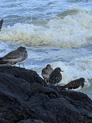 Calidris virgata